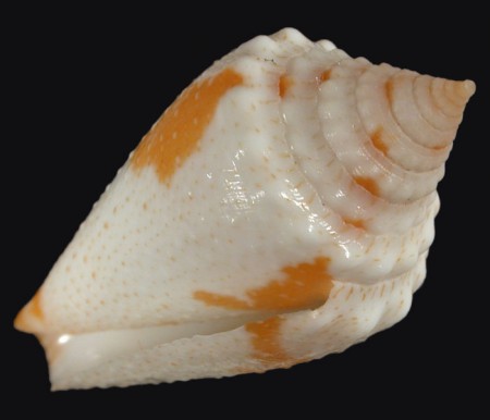 Aurantius