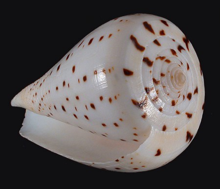 Conus betulinus  LINNAEUS, 1758