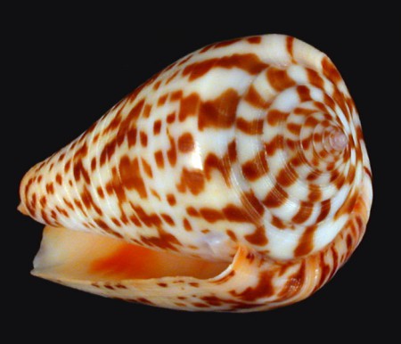 Conus inscriptus inscriptus REEVE, 1843