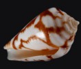 /album/galeria/algoensis-simp-jpg/