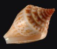 /album/galeria/aureopunctatus-jpg/