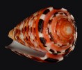 /album/galeria/aurisiacus-jpg/