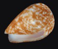 /album/galeria/australis-jpg/