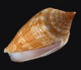 /album/galeria/australis2-jpg/