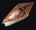 /album/galeria/bengalensis-jpg/