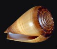 /album/galeria/betulinus-zulu-jpg/