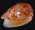 /album/galeria/bullatus-jpg/