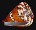 /album/galeria/capitaneus2-jpg/