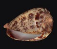 /album/galeria/cinereus-jpg/