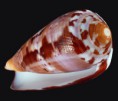 /album/galeria/circumcisus-jpg/
