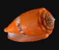 /album/galeria/coccineus-jpg/