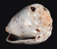 /album/galeria/coronatus-jpg/