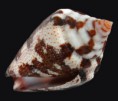 /album/galeria/curassaviensis-jpg/