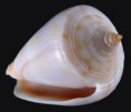 /album/galeria/cyanostoma-jpg/
