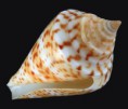 /album/galeria/delesserti-jpg/