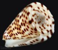 /album/galeria/eburneus-jpg/