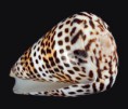 /album/galeria/eburneus-poly-jpg/