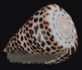 /album/galeria/eburneus-poly2-jpg/