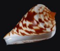 /album/galeria/emarginatus-jpg/