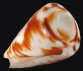 /album/galeria/flavescens-jpg/