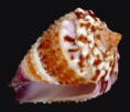 /album/galeria/floridulus-jpg/