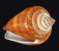 /album/galeria/furvus-poly-jpg/