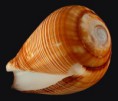 /album/galeria/fuscolineatus-jpg/