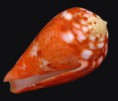 /album/galeria/granulatus-jpg/