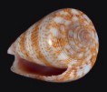 /album/galeria/iodostoma2-jpg/