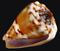 /album/galeria/jucundus2-jpg/