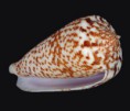 /album/galeria/laterculatus-jpg/