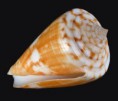 /album/galeria/lischkeanus-kerm-jpg/