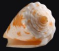 /album/galeria/magellanicus-jpg/
