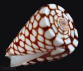 /album/galeria/marchionatus2-jpg/
