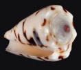 /album/galeria/marmoreus-jpg/