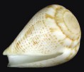 /album/galeria/micropunctatus-jpg/