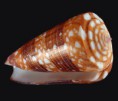 /album/galeria/nobilis-vict-jpg/