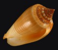 /album/galeria/ochroleucus-jpg/