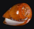 /album/galeria/pennaceus-behe2-jpg/