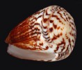 /album/galeria/planorbis-vitu-jpg/