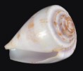 /album/galeria/purpurascens-jpg/