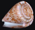 /album/galeria/purpurascens2-jpg/