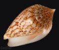 /album/galeria/ranonganus-jpg/