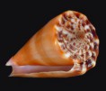 /album/galeria/recluzianus-rose-jpg/