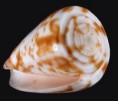 /album/galeria/rufimaculosus-jpg/