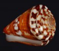 /album/galeria/splendidulus-jpg/