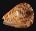 /album/galeria/spurius-aruba-jpg/