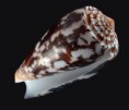 /album/galeria/striatus-jpg/