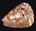 /album/galeria/tessulatus-jpg/